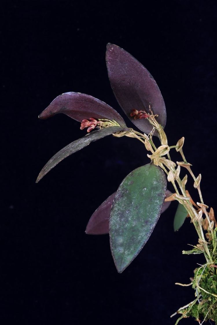 Trichosalpinx Orchids in Bloom Trichosalpinx vasquezii