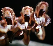 Trichosalpinx ciliaris httpsuploadwikimediaorgwikipediacommonsthu
