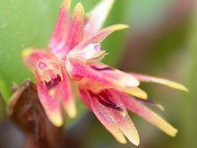 Trichosalpinx orbicularis httpsuploadwikimediaorgwikipediacommonsthu