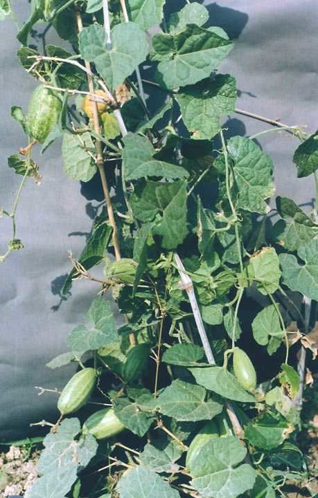 Trichosanthes dioica Botanica names and details of plants