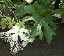 Trichosanthes kirilowii httpsuploadwikimediaorgwikipediacommonsthu