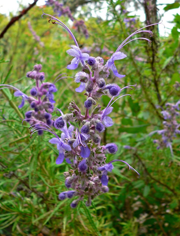 Trichostema Trichostema lanatum Woolly Bluecurls plant lust