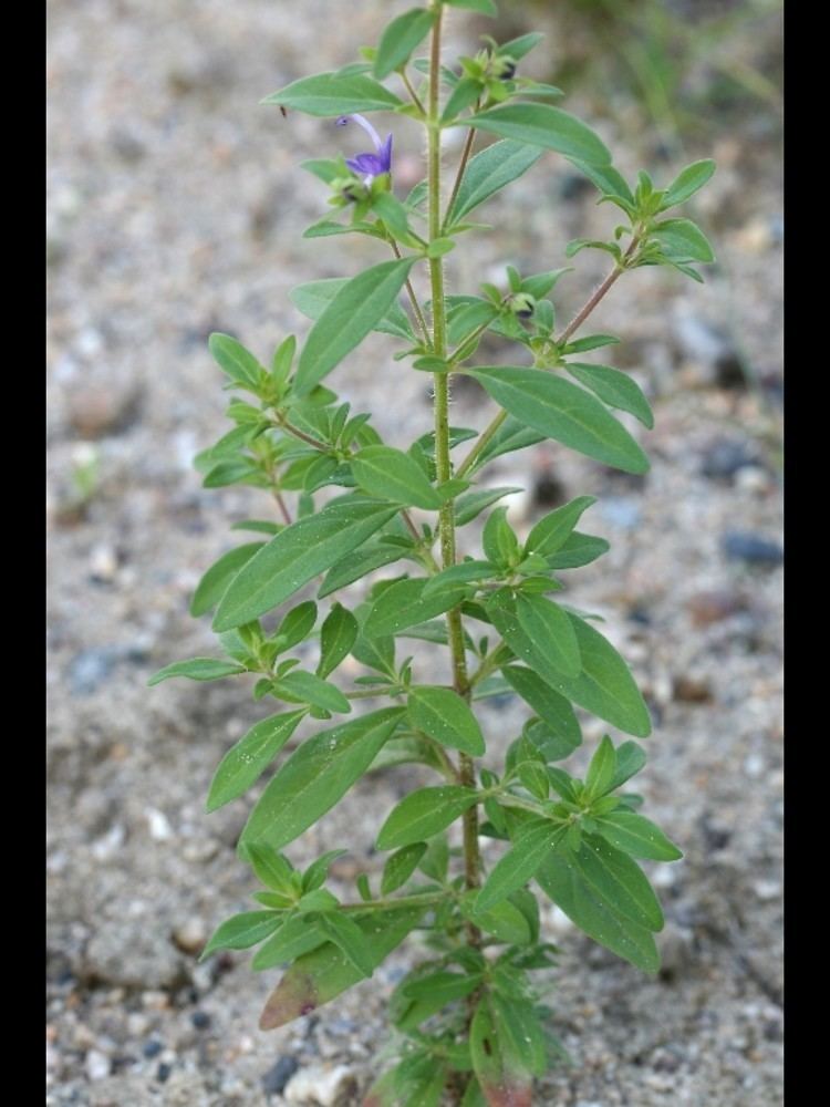 Trichostema dichotomum Trichostema dichotomum forked bluecurls Go Botany