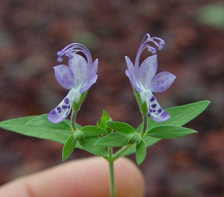 Trichostema dichotomum Trichostema dichotomum page