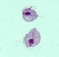 Trichozoa