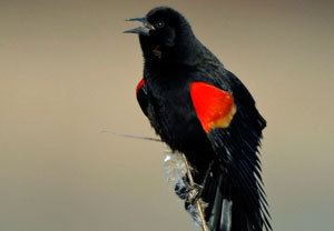 Tricolored blackbird How to tell a Tricolored Blackbird from a Redwinged Blackbird