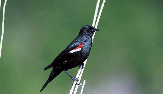 Tricolored blackbird Tricolored blackbird