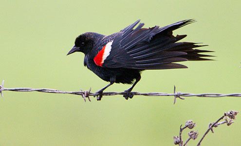 Tricolored blackbird Tricolored Blackbird Agelaius tricolor