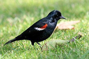 Tricolored blackbird httpsuploadwikimediaorgwikipediacommonsthu