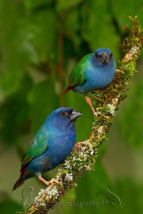 Tricolored parrotfinch 78 images about Parrot Finch on Pinterest Birds Islands and Hens