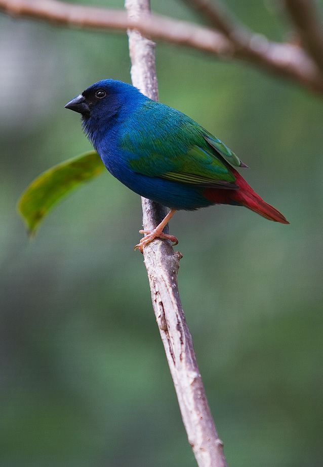Tricolored parrotfinch 78 images about Parrot Finch on Pinterest Birds Islands and Hens