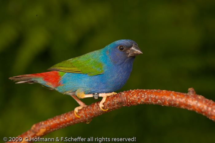 Tricolored parrotfinch Parrotfinches Gouldians Erythrura Diamante de Gould Papagei