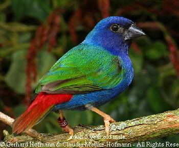 Tricolored parrotfinch Forbes Parrotfinch