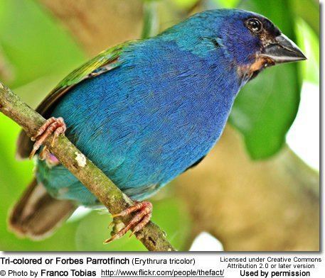 Tricolored parrotfinch Tricolored or Forbes Parrotfinches Erythrura tricolor