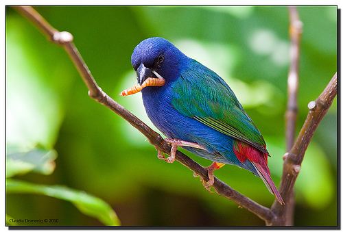 Tricolored parrotfinch 78 Best images about Parrotfinches on Pinterest The philippines