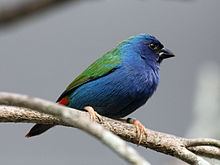 Tricolored parrotfinch httpsuploadwikimediaorgwikipediacommonsthu