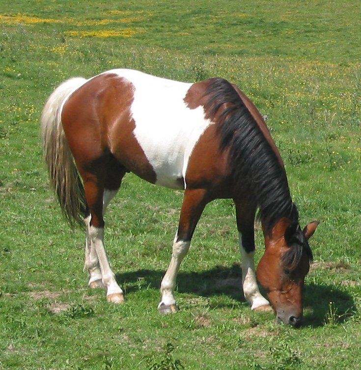 Tricoloured horse