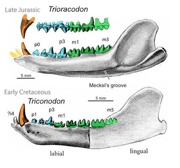 Triconodon wwwreptileevolutioncomimagesarchosauromorphas