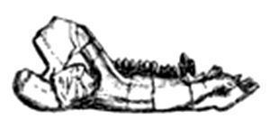 Triconodontidae httpsuploadwikimediaorgwikipediacommonsthu