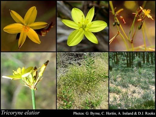 Tricoryne Tricoryne elatior RBr FloraBase Flora of Western Australia