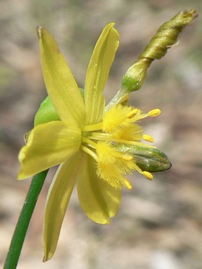 Tricoryne Tricoryne simplex Yellow Rush Lily