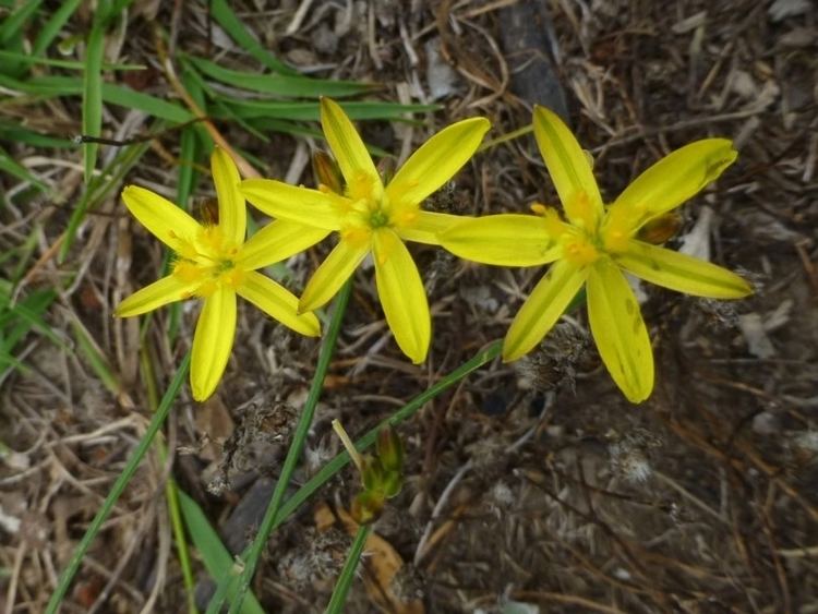 Tricoryne Tricoryne elatior Yellow Rush Lily at Black Mountain Canberra