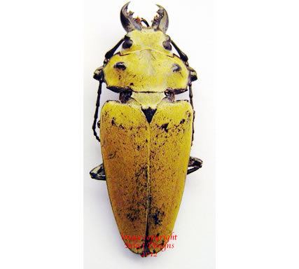 Trictenotomidae Insect Designs Beetles Trictenotomidae Trictenotoma