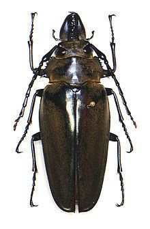 Trictenotomidae httpsuploadwikimediaorgwikipediacommonsthu
