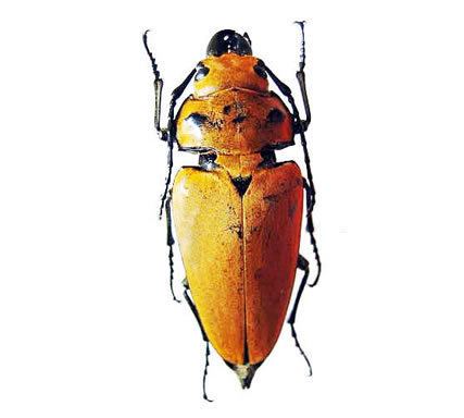 Trictenotomidae Insect Designs Beetles Trictenotomidae