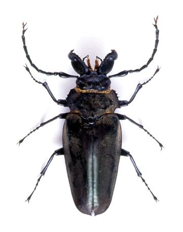 Trictenotomidae godofinsectscom Logboring Beetles Trictenotomidae