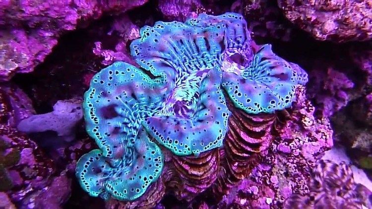 Tridacna Underwater Tridacna Squmosa Crocea Maxima Clams in 75 Gallon Reef