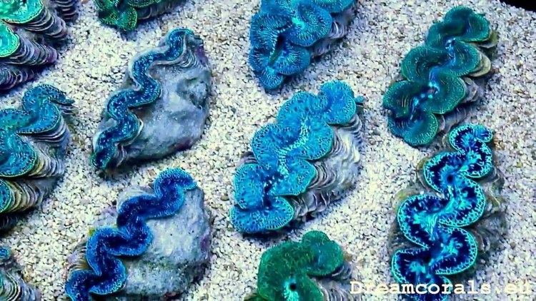 Tridacna Tridacna maxima Tahiti super color clams 1216cm YouTube