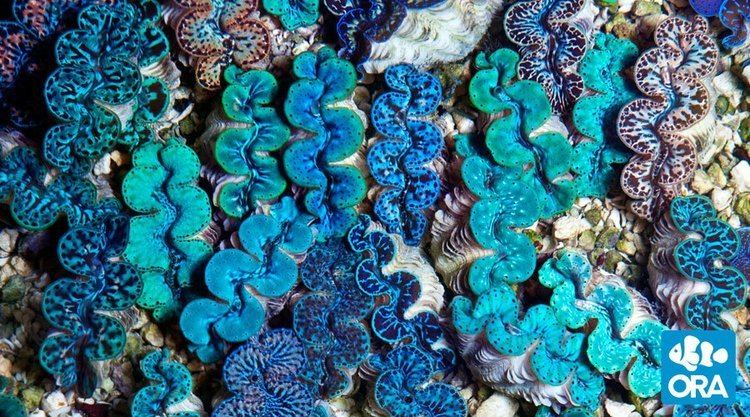 Tridacna ORA Clams ORA Oceans Reefs Aquariums