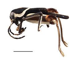 Tridactyloidea httpsuploadwikimediaorgwikipediacommonsthu