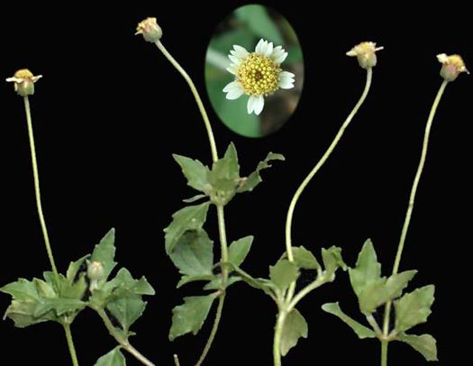 Tridax procumbens Tridax procumbens Health effects and herbal facts