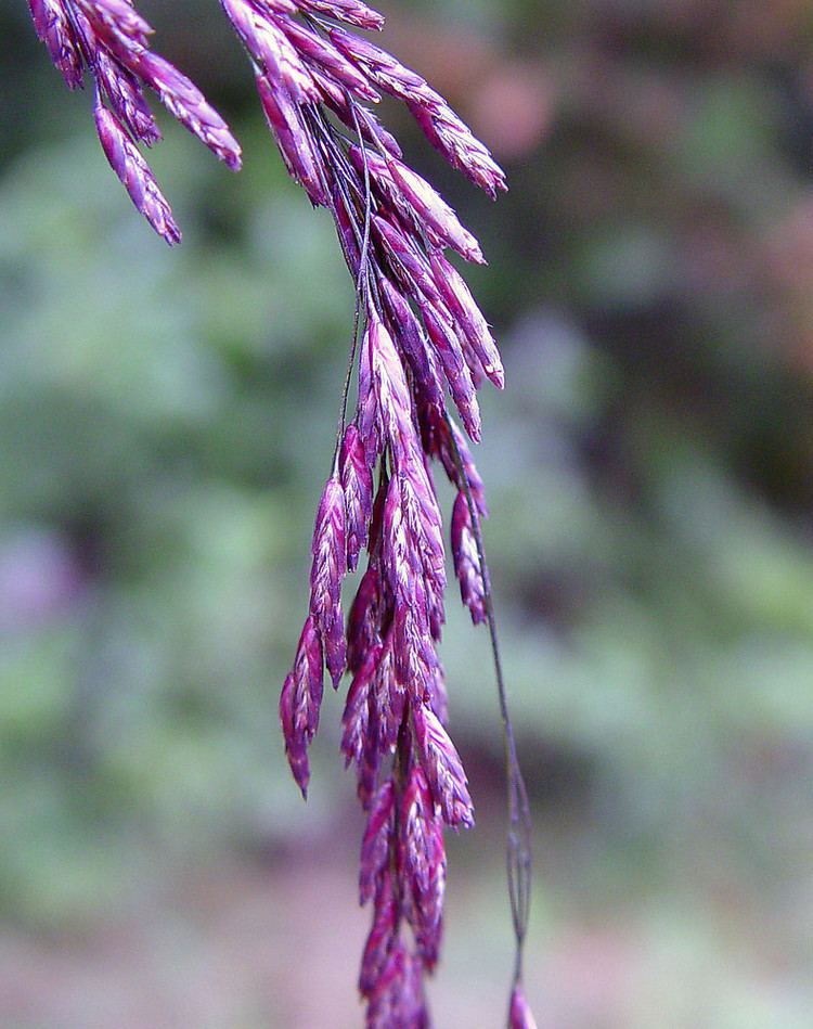 Tridens flavus Tridens flavus purpletop tridens Go Botany