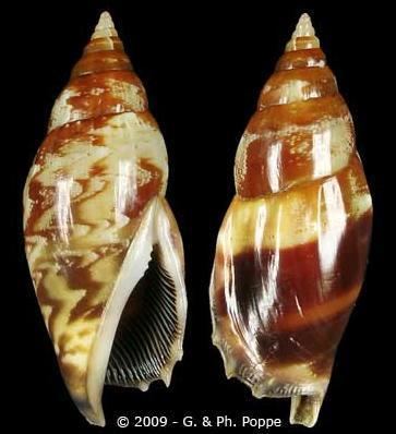 Tridentarius dentatus - Alchetron, The Free Social Encyclopedia