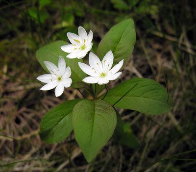 Trientalis 10 Best images about Trientalis europaea star of the forest on