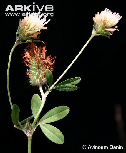 Trifolium alexandrinum Egyptian clover videos photos and facts Trifolium alexandrinum
