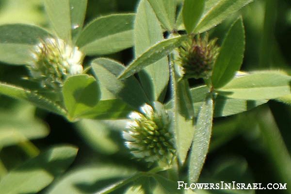 Trifolium alexandrinum Trifolium alexandrinum Egyptian clover