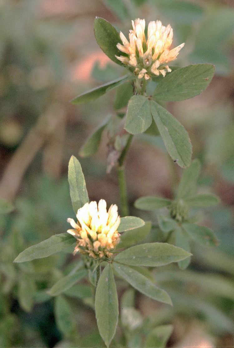 Trifolium alexandrinum httpsuploadwikimediaorgwikipediacommons44