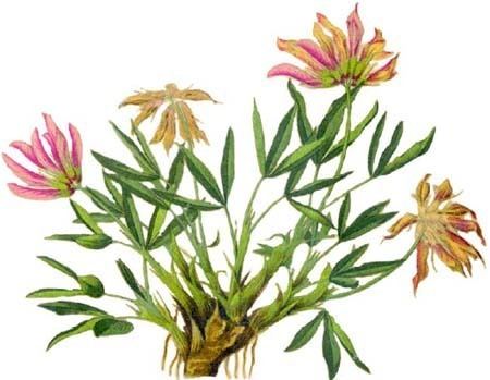 Trifolium alpinum Sitespecific grasses and herbs