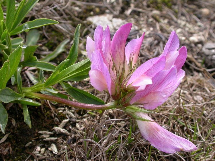 Trifolium alpinum Trifolium alpinum Wikipedia la enciclopedia libre
