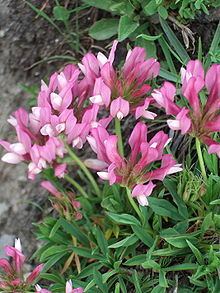 Trifolium alpinum httpsuploadwikimediaorgwikipediacommonsthu