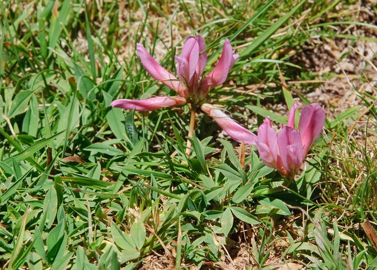 Trifolium alpinum FileTrifolium alpinumjpg Wikimedia Commons