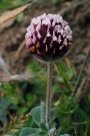 Trifolium amoenum calphotosberkeleyeduimgs128x192000000000102