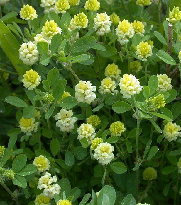 Trifolium campestre Trifolium campestre Hop trefoil