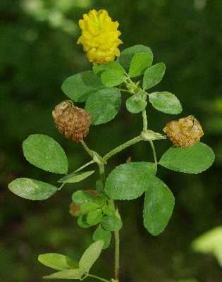 Trifolium campestre Online Virtual Flora of Wisconsin Trifolium campestre