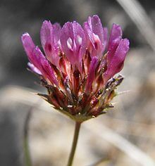Trifolium ciliolatum httpsuploadwikimediaorgwikipediacommonsthu