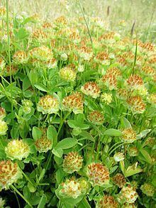 Trifolium cyathiferum httpsuploadwikimediaorgwikipediacommonsthu